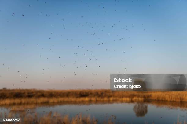 Swarms Of Mosquitoes Above The Wetland Pond Stock Photo - Download Image Now - Mosquito, Black Fly, Water