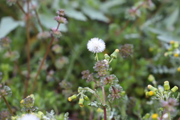 istock Some of the first dandelions this 2020 1213182367