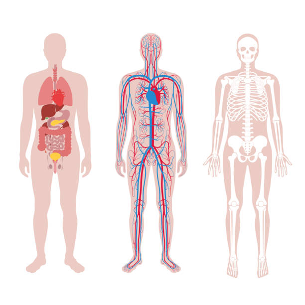 ilustraciones, imágenes clip art, dibujos animados e iconos de stock de estructura interna del cuerpo humano - cuerpo humano