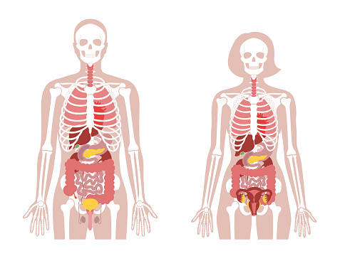 Human woman and man skeleton and internal organs anatomy front view. Vector flat illustration of skull and bones, abdominal organs. isolated on white. Medical, educational or science banner