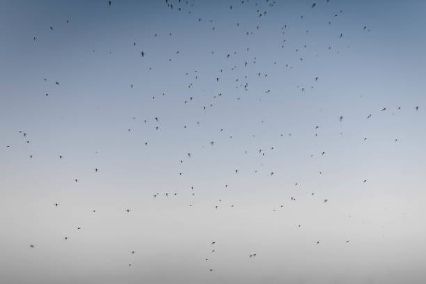 Swarms of mosquitoes