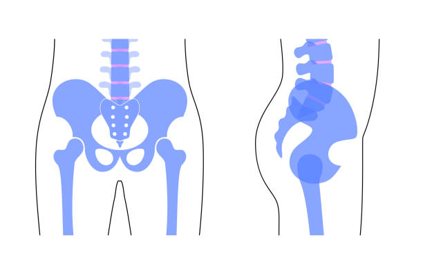 menschliche beckenanatomie. - pelvic bone stock-grafiken, -clipart, -cartoons und -symbole