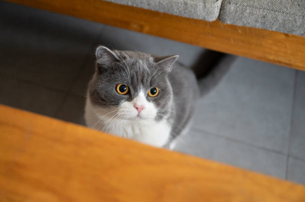 istock Cute British shorthair cat, indoor shot 1213185020