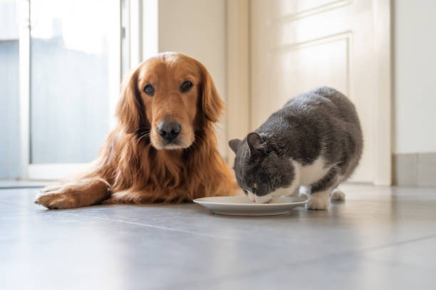 istock British shorthair and golden retriever eating 1213185065