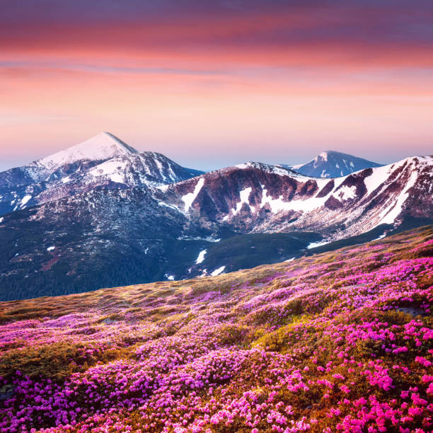 山のピンクシャクナゲの花 - mountain sunset heaven flower ストックフォトと画像