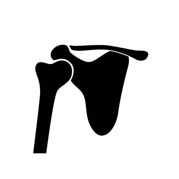 illustrazioni stock, clip art, cartoni animati e icone di tendenza di anatomia dell'articolazione della spalla umana. - shoulder bone