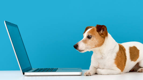 Dog looking at laptop with interest