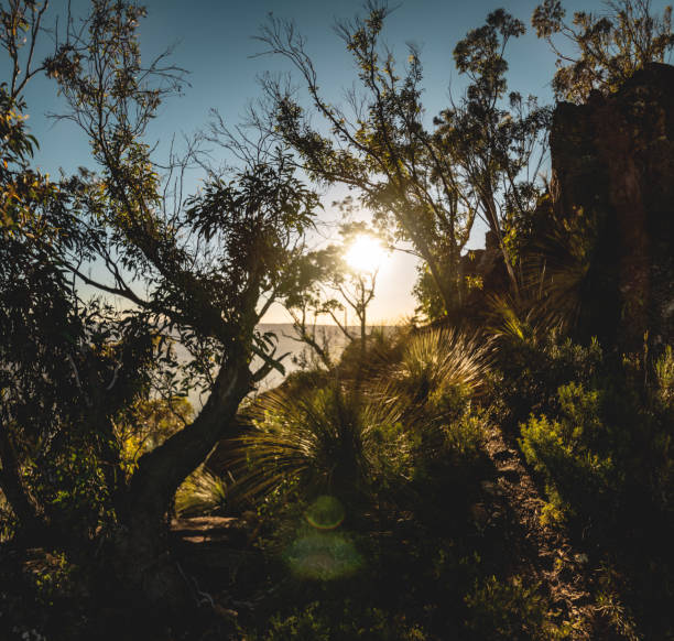 木の間の日の出を持つオーストラリア原産のブッシュランドの長い露出広角 - ブルーマウンテン国立公園 写真 ストックフォトと画像