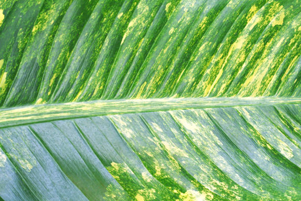 istock Green leaves texture with yellow striped patterns nature background 1213186964