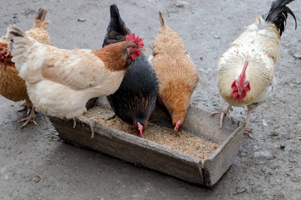 istock A group of free range chickens eating outside on a farm 1213188142