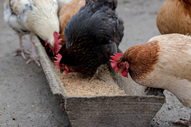 istock A group of free range chickens eating outside on a farm 1213188143