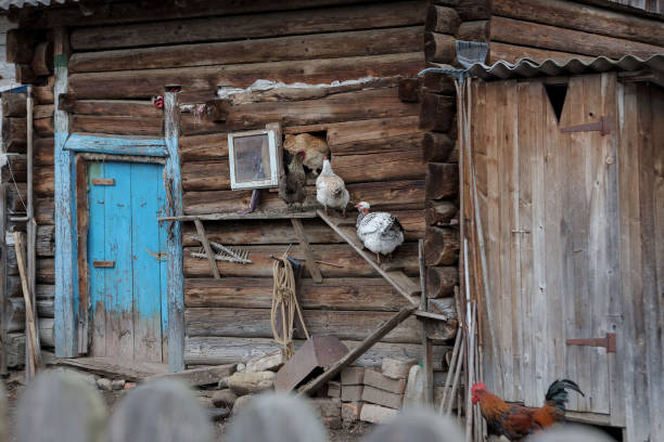 Three chickens hen entering in chicken coop