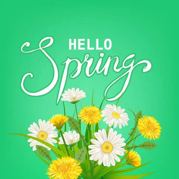 Vector illustration of Hello Spring lettering template background with flowers dandelions and daisies, chamomiles, grass. Vector illustration. Fresh design for posters, flyers, greeting card, invitation