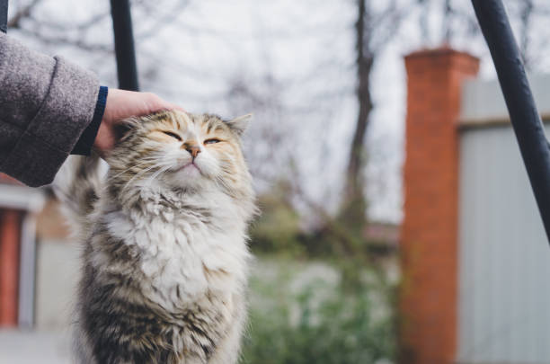 istock Girl stroking a street fluffy multi-colored cat. 1213190166