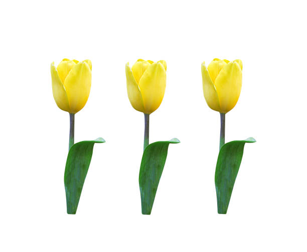 istock Yellow tulip flower with green leaf isolated on white background , clipping path 1213190470