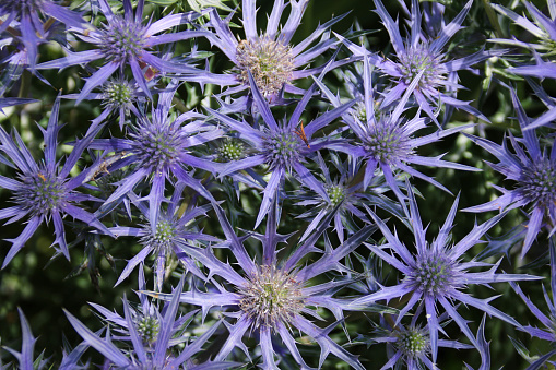 Close up of purple eryngium or sea holly in full flower in the summer sunshine.
