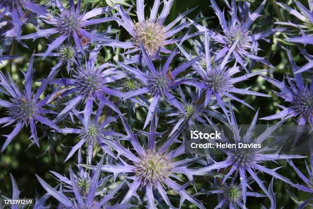 Purple Eryngium Or Sea Holly In Full Flower Stock Photo - Download Image Now - Sea Holly, Thistle, Beauty In Nature
