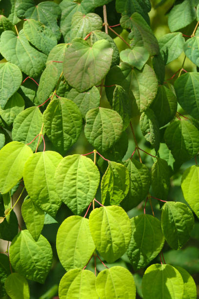 istock fresh leaves in summer sunshine 1213191363