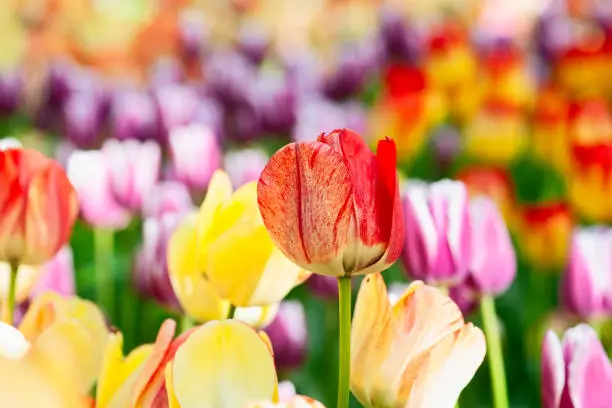 Fresh multicolor tulip flowers on the flowerbed against the colorful background. Floral beauty of the spring season.