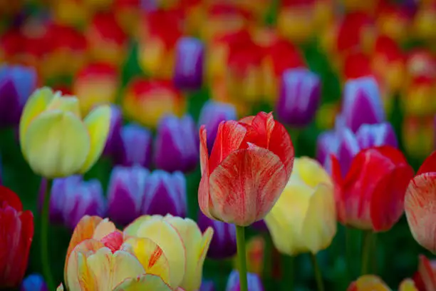 Fresh multicolor tulip flowers on the flowerbed against the colorful background. Floral beauty of the spring season.