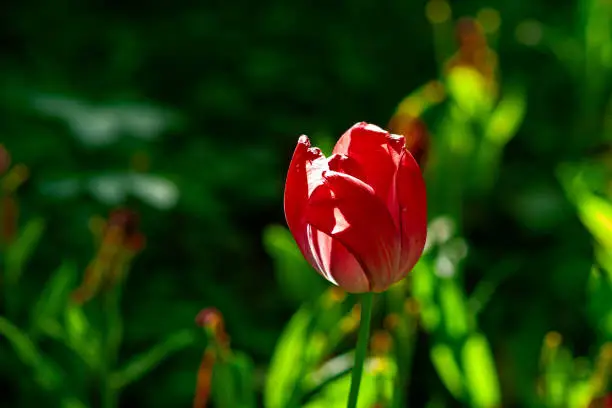 Red, yellow, white color tulip flowers on a flowerbed on a sunny day of the spring season. Play of light and shadow.