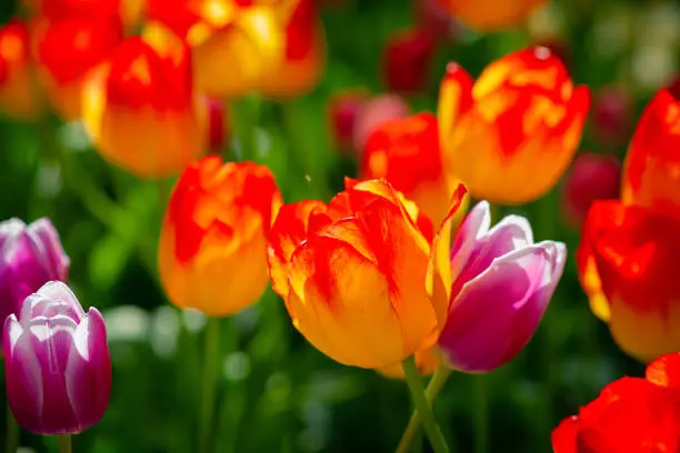 Colorful tulip flowers on a flowerbed on a sunny day of the spring season. Play of light and shadows on petals. Positive floral dÃ©cor or background for your project.