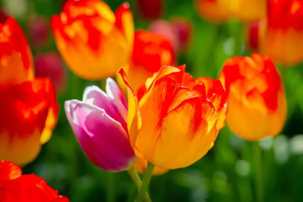 Colorful tulip flowers on a flowerbed on a sunny day of the spring season. Play of light and shadows on petals. Positive floral dÃ©cor or background for your project.