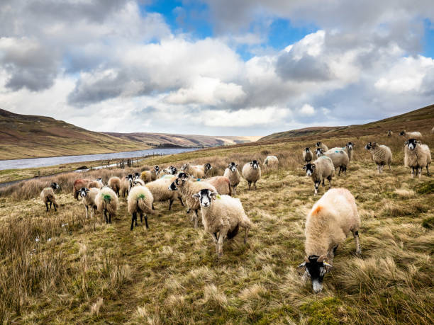 istock Swaledale sheep near a reservoir. Yorkshire 1213192156