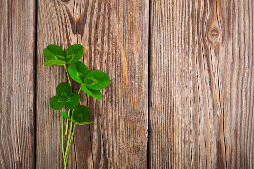 Green clover leaf on wooden background. Top view