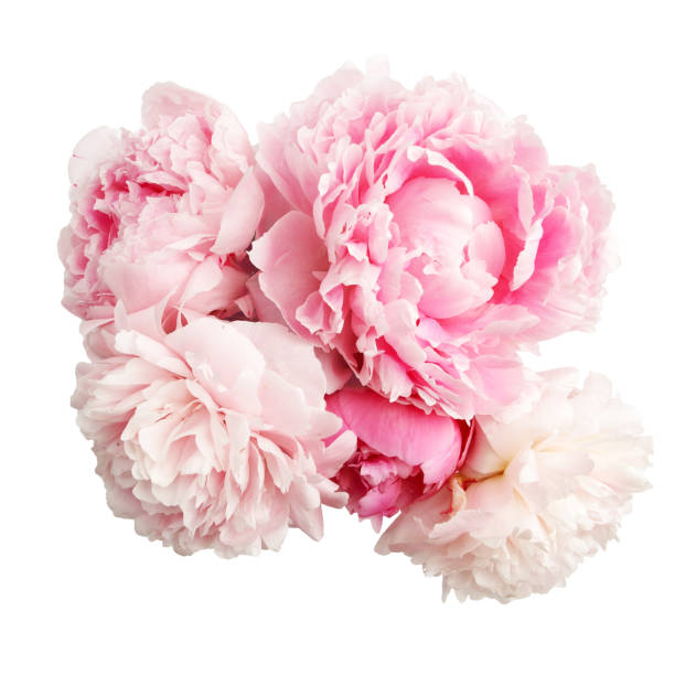istock Colorful peonies isolated white in beautiful style. Pink fresh peonies. Spring summer wedding background. 1213192921