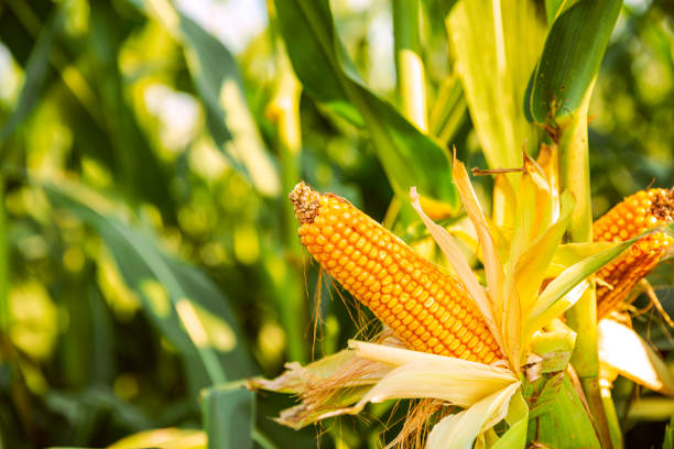 istock The corn plant in the field 1213194267