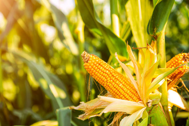 istock The corn plant in the field 1213194377