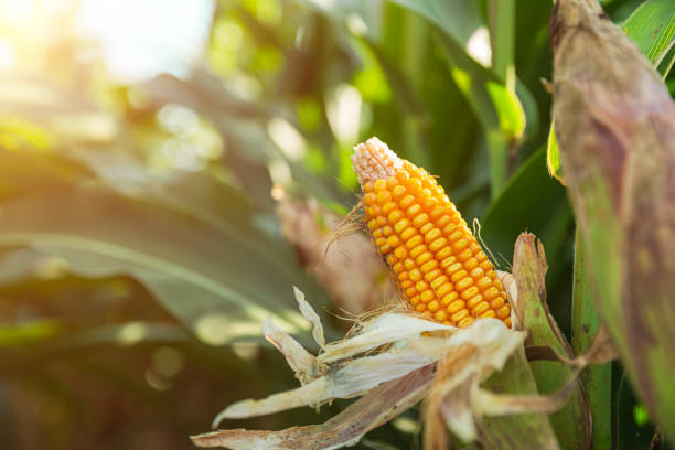 istock The corn plant in the field 1213194390
