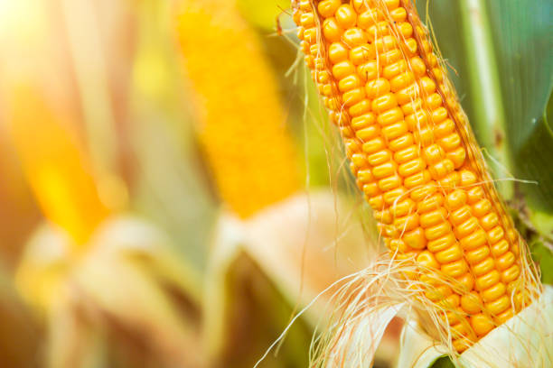 istock The corn plant in the field 1213194434
