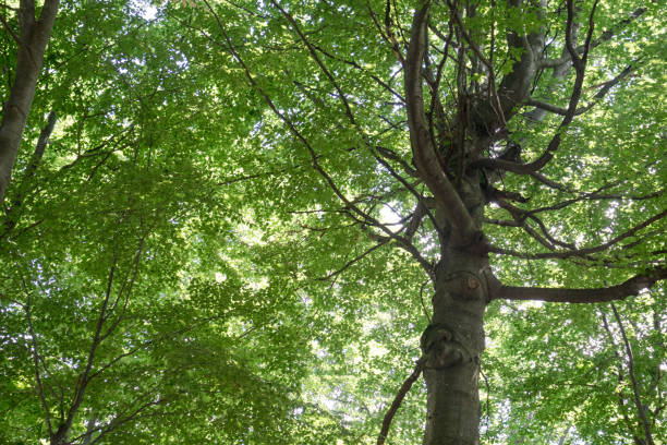 istock Large tree with beautiful crown, seen from below, many branches 1213198051