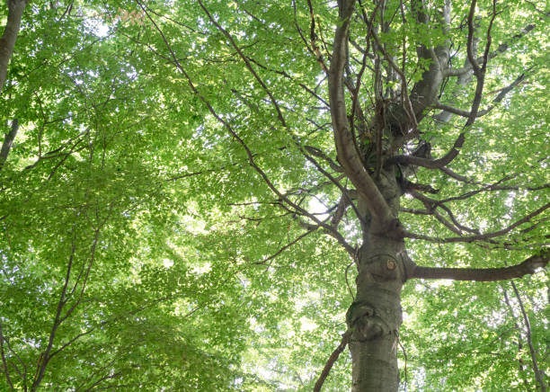 istock Large tree with beautiful crown, seen from below, many branches 1213198782