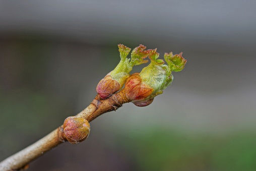 buds with green leaves on a brown branch of a raspberry bush in a spring garden