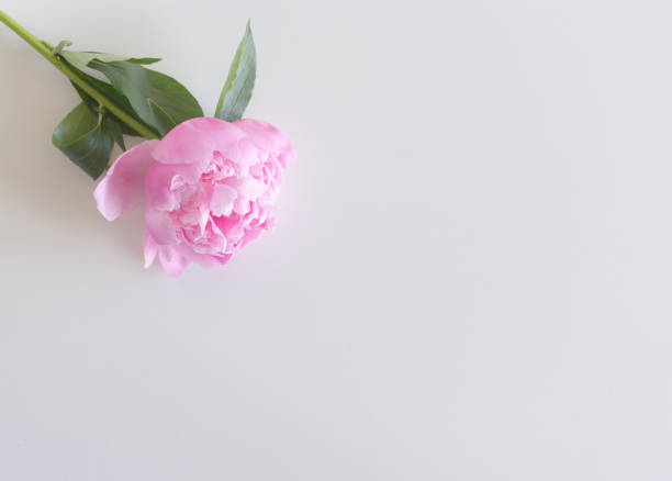 Peony flower bud isolated on white background with copy space for greeting message. Spring flowers. Spring background. Valentine's Day and Mother's Day background, top view.