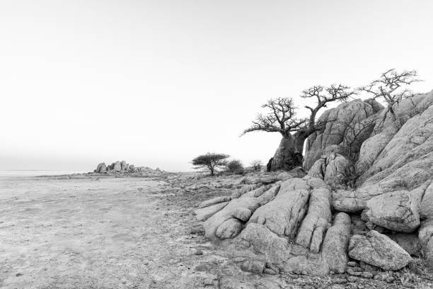 Landscape with a dead tree and grasses n the Chitabe Concession of the Okavango Delta in Botswana.