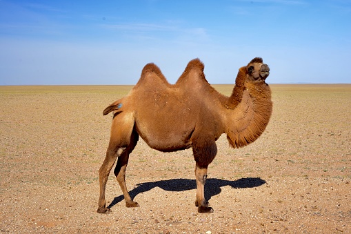 camel resting in the desert