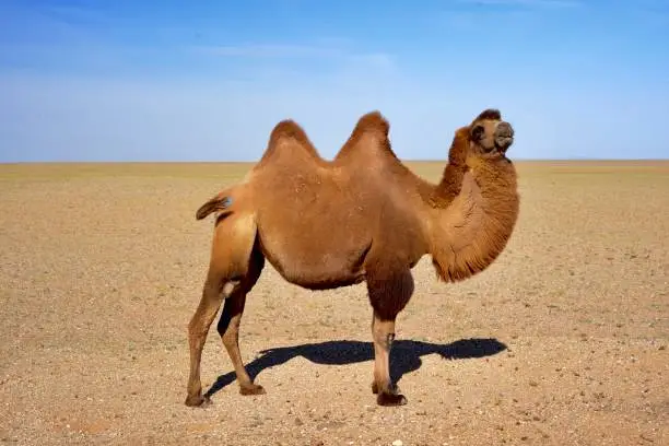 Photo of Camel