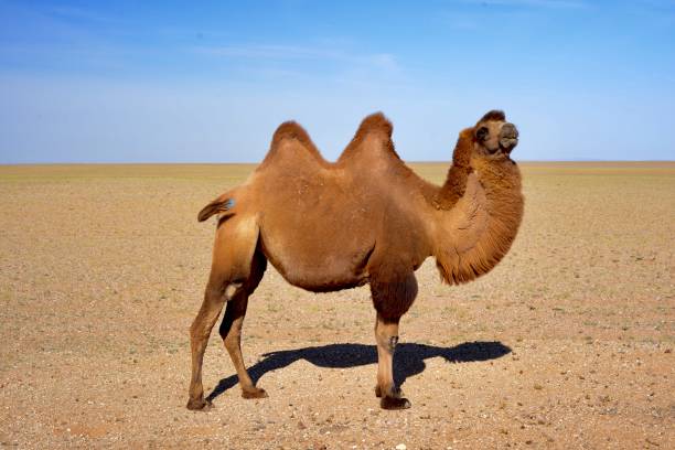 верблюд - bactrian camel camel independent mongolia gobi desert стоковые фото и изображения