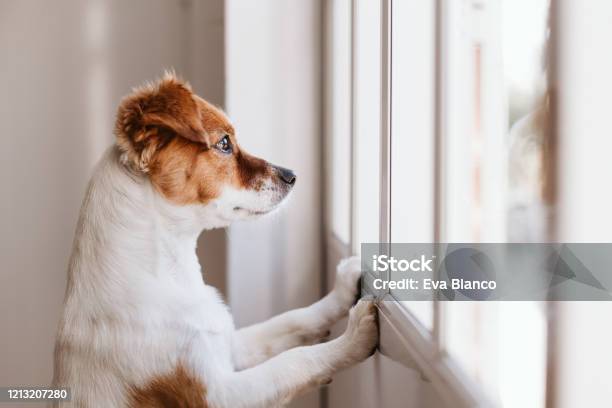 Niedlichen Kleinen Hund Auf Zwei Beinen Stehend Und Am Fenster Wegschauend Und Auf Seinen Besitzer Wartet Haustiere Im Innenbereich Stockfoto und mehr Bilder von Hund