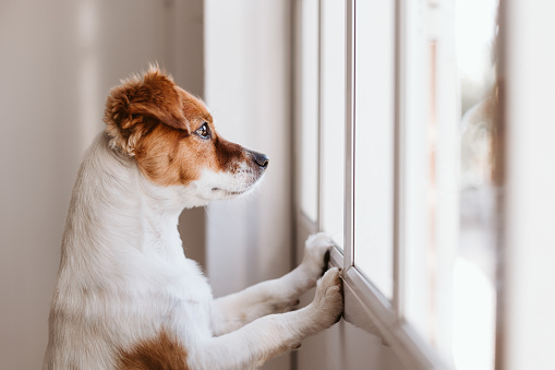 lindo perro pequeño de pie en dos piernas y mirando hacia otro lado por la ventana buscando o esperando a su dueño. Mascotas en el interior photo