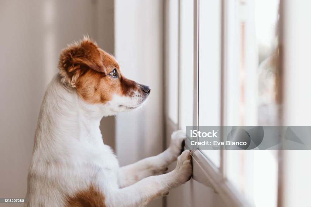 cute small dog standing on two legs and looking away by the window searching or waiting for his owner. Pets indoors Dog Stock Photo