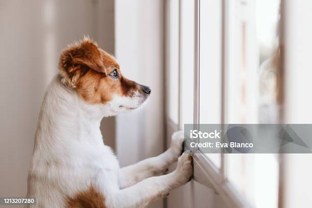 Cute Small Dog Standing On Two Legs And Looking Away By The Window Searching Or Waiting For His Owner Pets Indoors Stock Photo - Download Image Now