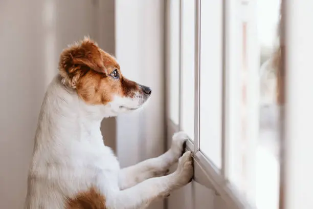 Photo of cute small dog standing on two legs and looking away by the window searching or waiting for his owner. Pets indoors