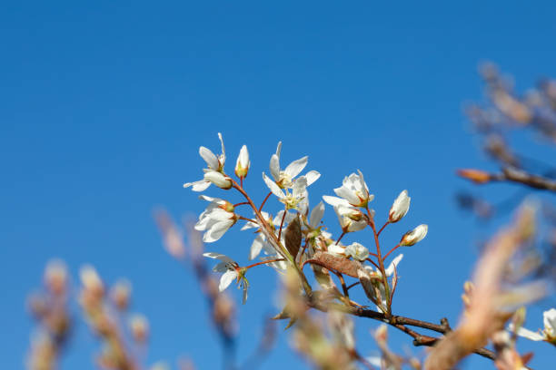 Close up of white blossom in spring (March, south of England). Amelanchier lamarckii is a pretty if understated white-flowered bush with brown leaves. Alternative names are serviceberry and Juneberry. In the UK it is ornamental and looks attractive in gardens and woodland.