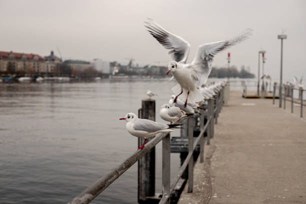 istock Seagull flights over the Zurich docks 1213208941