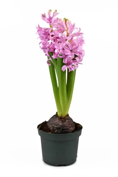Photo of Blooming 'Hyacinthus Pink Pearl' Hyacinth spring flower in black plastic flower pot on white background